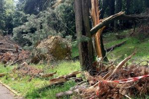 albero-caduto-viale-risorgimento (1)