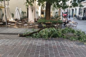 albero carducci 3