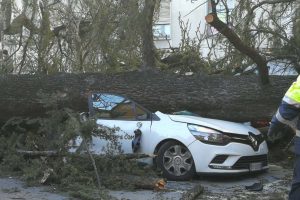 albero-crollato-vento-comune-como-10