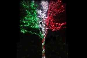 albero falcone