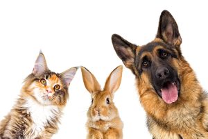 animali_affezione