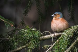 bird-7165464_1280