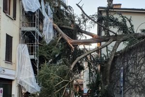 brambilla albero 3