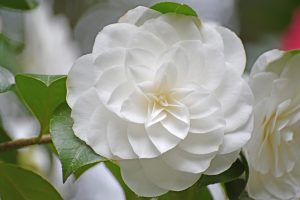 camelia rara1