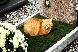 camillo-gatto-cimitero-san-fermo (6)