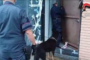 cane antidroga