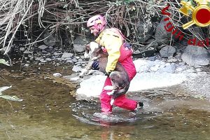 cane-asso-lambro-vigili-fuoco-2