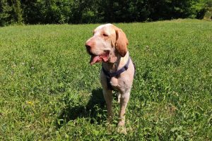 cane-cani-lea-1