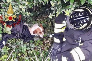 cane-cantù-vigili-fuoco