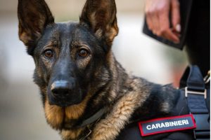 cane carabinieri 2