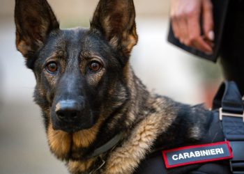 cane carabinieri 2