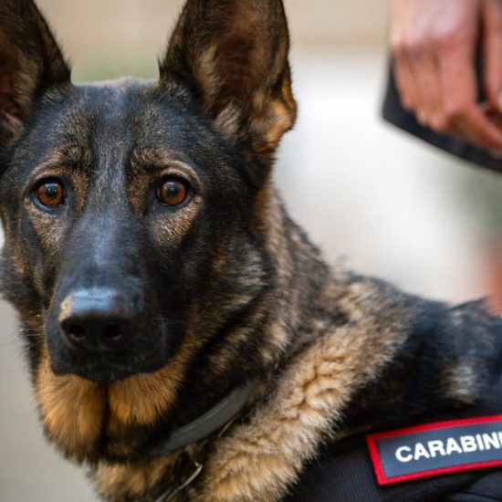cane carabinieri 2