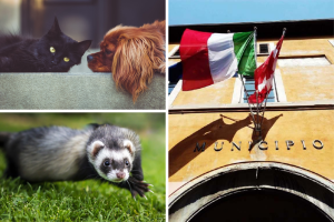 cane-gatto-furetto-comune