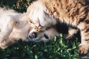 cane gatto