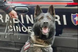 cane harry carabinieri
