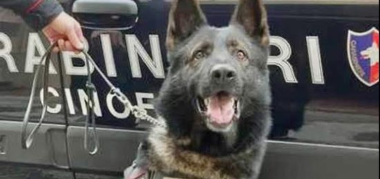 cane harry carabinieri
