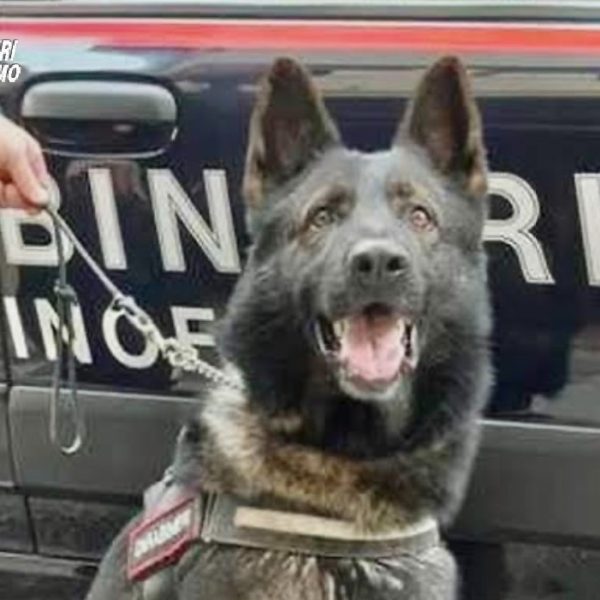 cane harry carabinieri