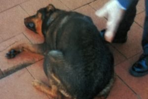 cane-maltrattato-1