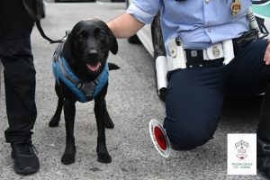 cane polizia locale shane