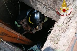 cane pozzo lipomo (1)