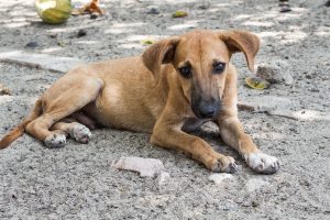 cane-randagio-pixabay