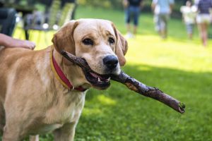 cane