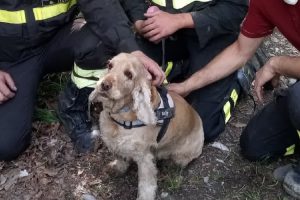 cane-salvato-vigili-fuoco-pellio-ramponio-1