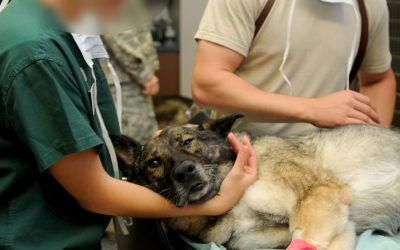 cane-veterinario