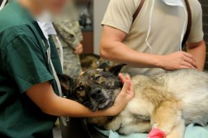 cane-veterinario