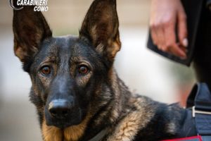carabinieri como