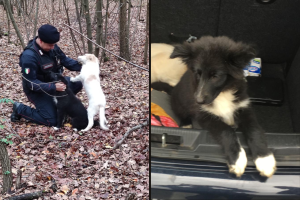 carabinieri-lambrugo-cani-salvati
