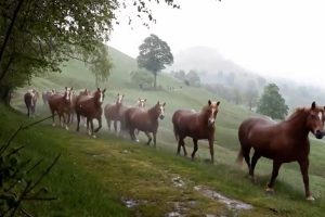 cavalli-bisbino-3