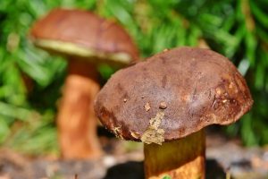 cep-3708755_1920