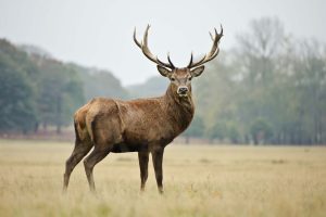 Portrait of majestic powerful adult red deer stag in Autumn Fall forest