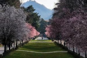 ciliegi-giardini-a-lago-2
