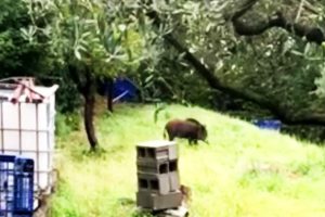 cinghiale-san-donato-garzola