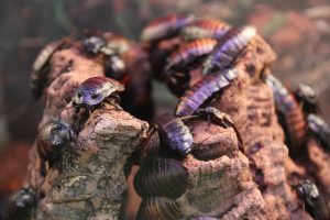 cockroaches-2691592_1280