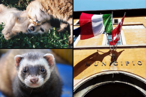 comune-cane-gatto-furetto