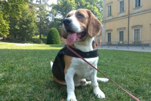 eragon-beagle-1
