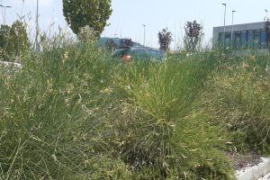 erbacce erba alta san bernardino (6)