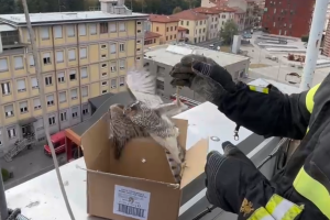 falchetto-vigili-fuoco