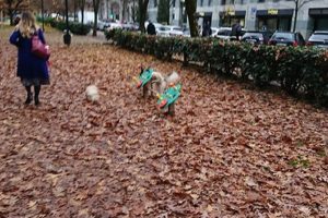 foglie-viale-varese-2