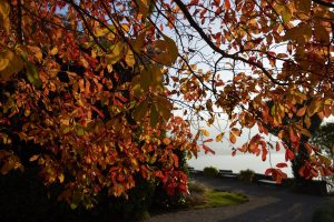 foliage-villa-carlotta