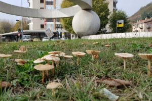 fontana-camerlata-funghi (10)