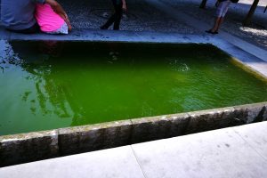 fontane-piazza-grimoldi-acqua-verde (7)