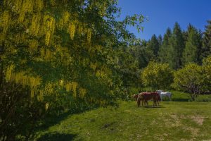 foresta maggiociondolo crediti Maurizio Moro (6)
