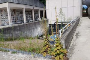 forno crematorio (6)