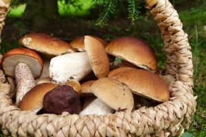 funghi-pixaBAY