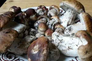 funghi