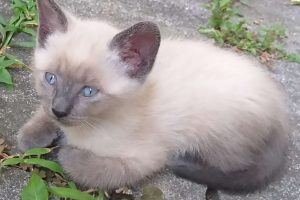 gatti-nesso-siamese-2